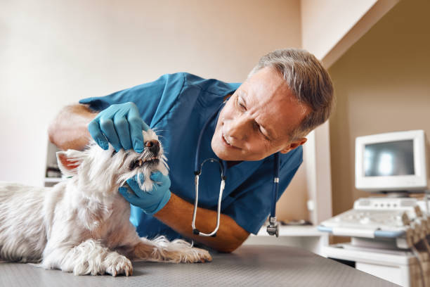 Best Emergency Tooth Extraction in Sumner, WA